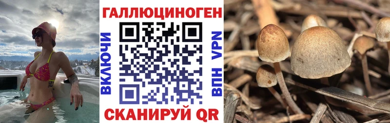 Псилоцибиновые грибы Psilocybine cubensis  Купить где  Уфа 